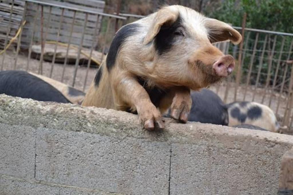 Ferme U San Martinu *