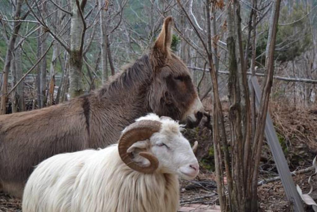 Ferme U San Martinu Bed & Breakfast *